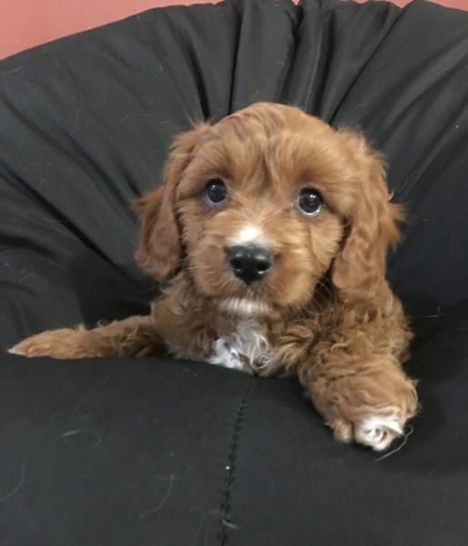 cavoodle puppies