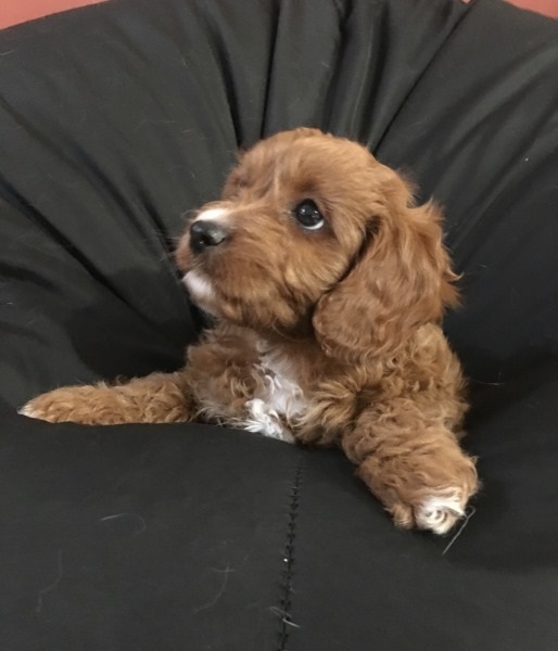 cavoodle puppies