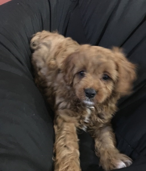 cavoodle puppies