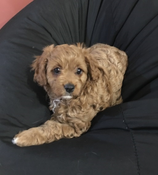 cavoodle puppies