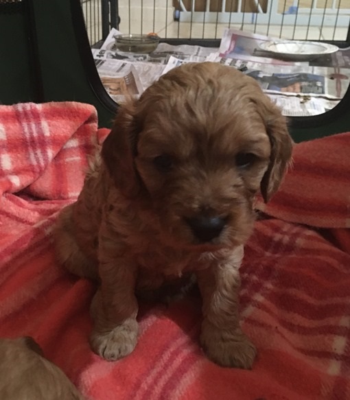 cavoodle puppies