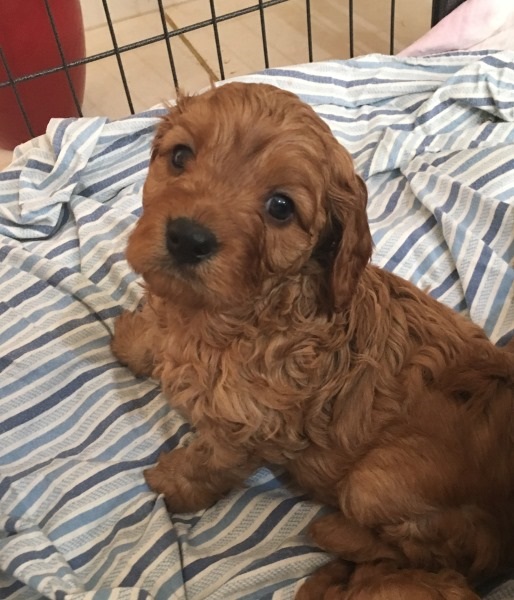 cavoodle puppies