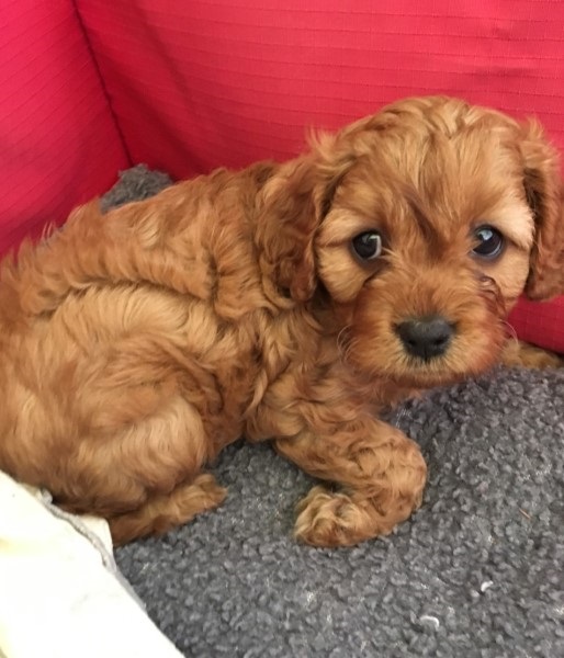 cavoodle puppies