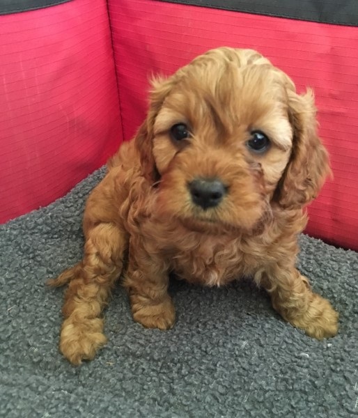 cavoodle puppies