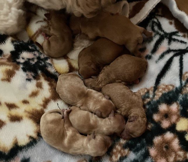 cavoodle puppies