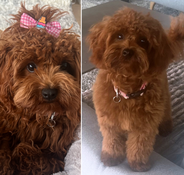 cavoodle puppy