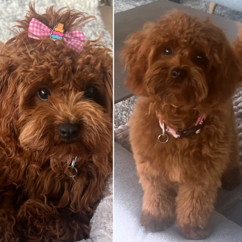 cavoodle puppy