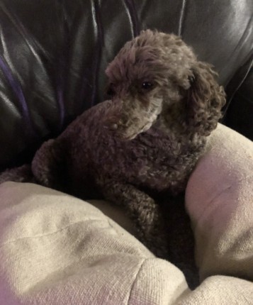 Toy Poodle Daisy