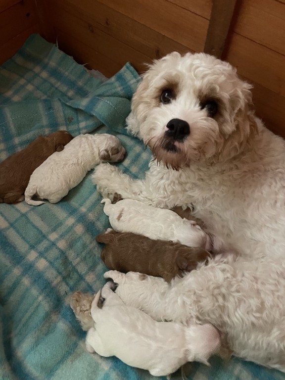 cavoodle puppy