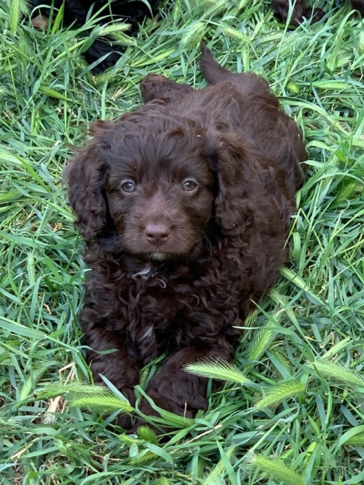 Cavoodle Puppy