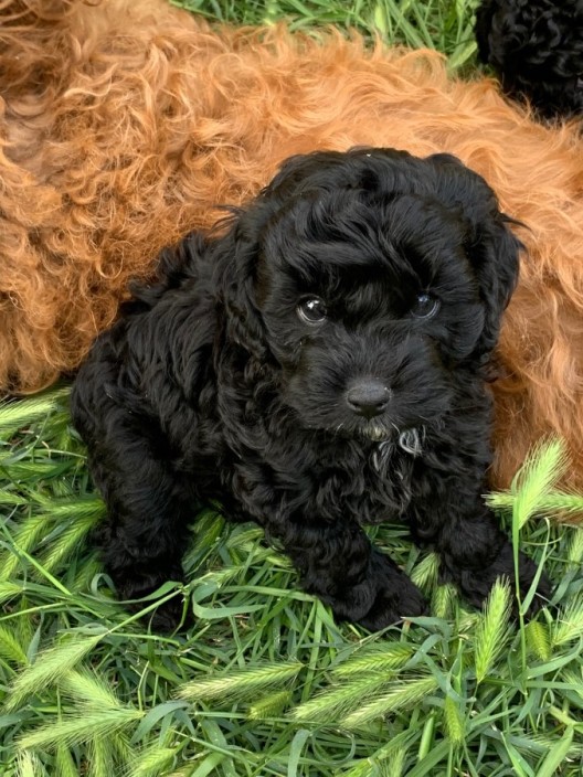 Cavoodle Puppy