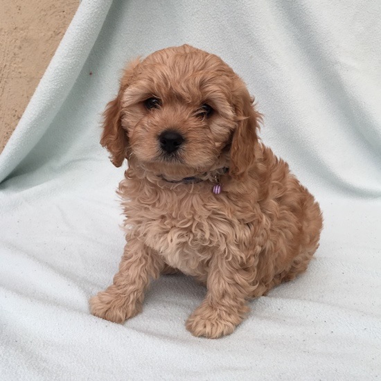 cavoodle puppies