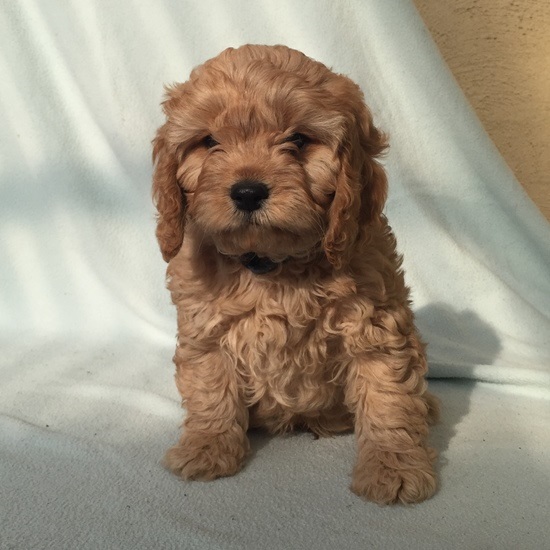 cavoodle puppies