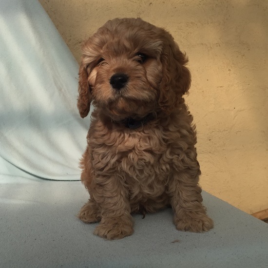 cavoodle puppies