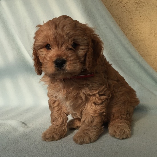 cavoodle puppies