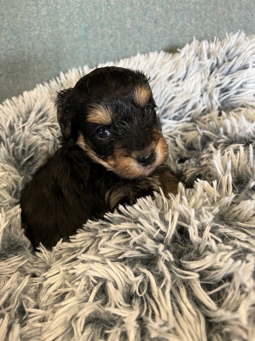 cavoodle puppies