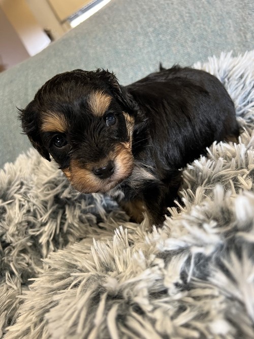 cavoodle puppies