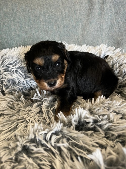 cavoodle puppies