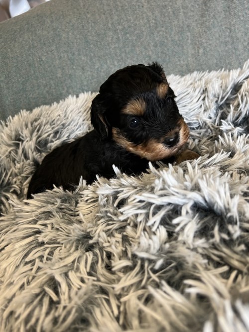 cavoodle puppies