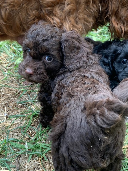 Cavoodle Puppy