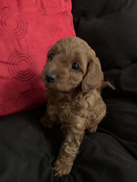 cavoodle puppies