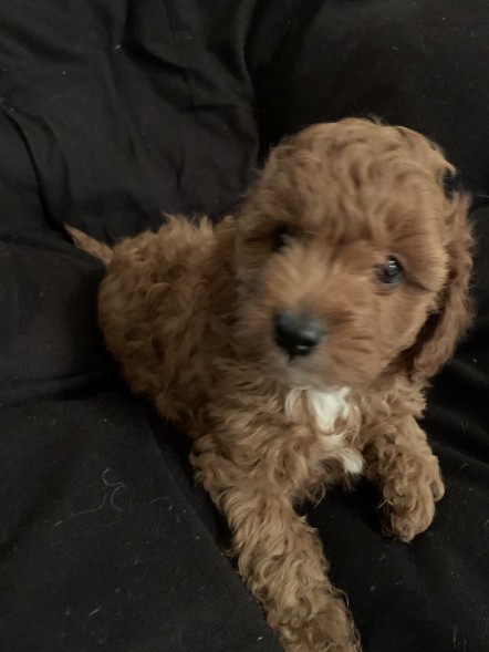 cavoodle puppies