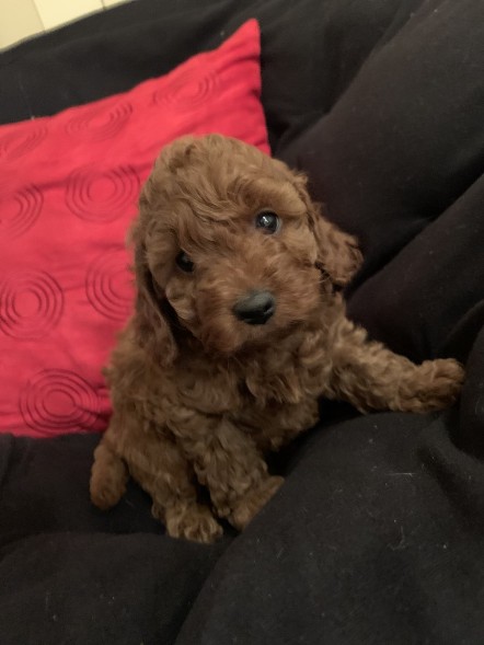 cavoodle puppies