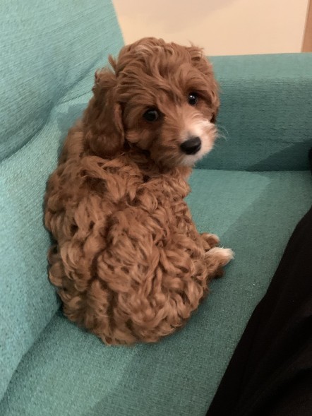 cavoodle puppies