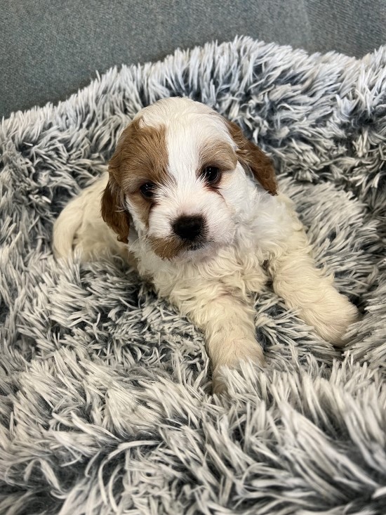 cavoodle puppy