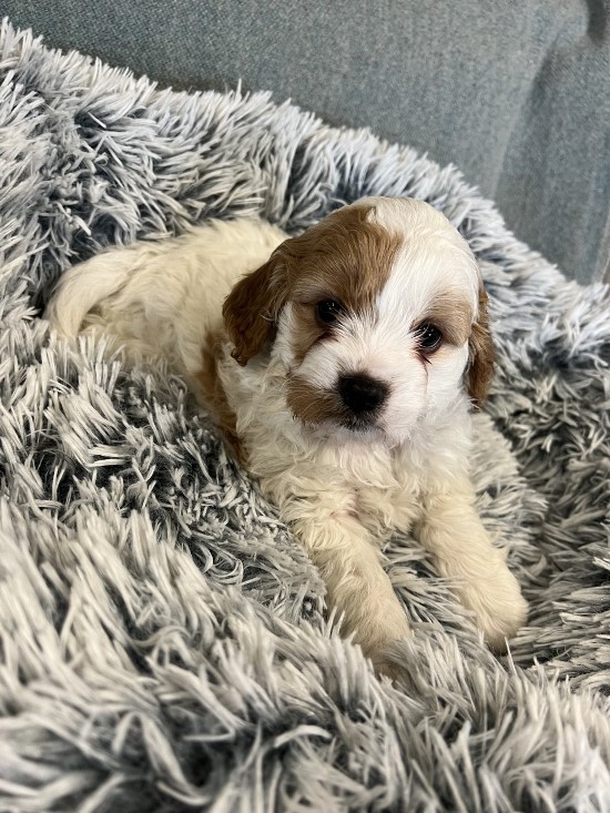 cavoodle puppy