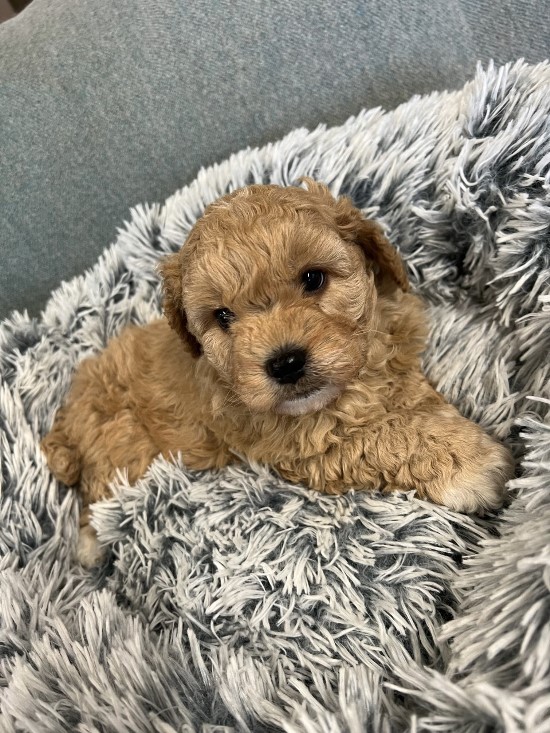 cavoodle puppy