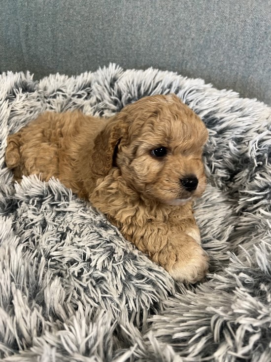 cavoodle puppy