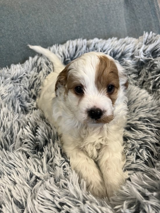 cavoodle puppy