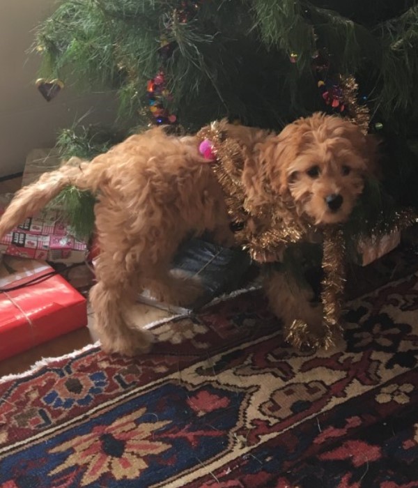 cavoodle puppy