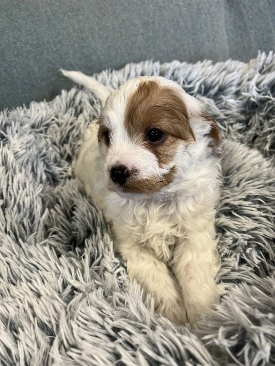 cavoodle puppy