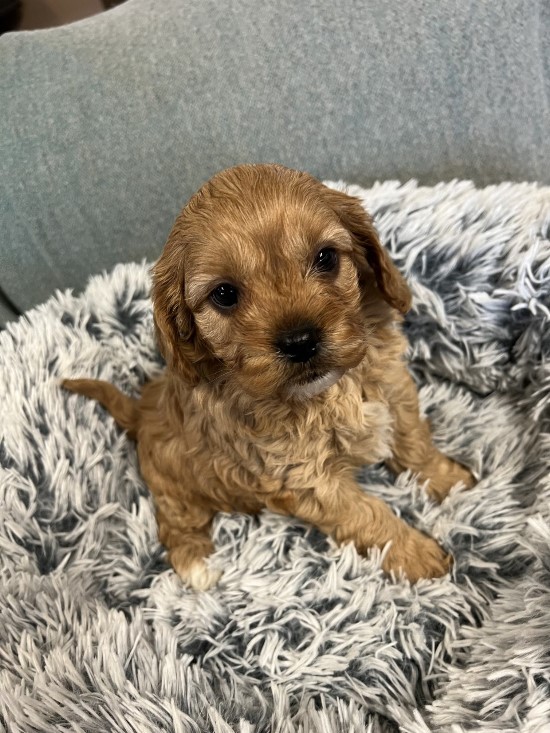 cavoodle puppy