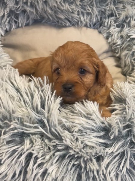 cavoodle puppy