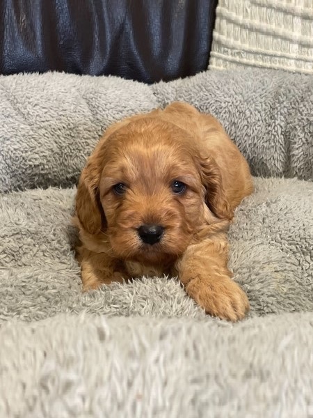 cavoodle puppy