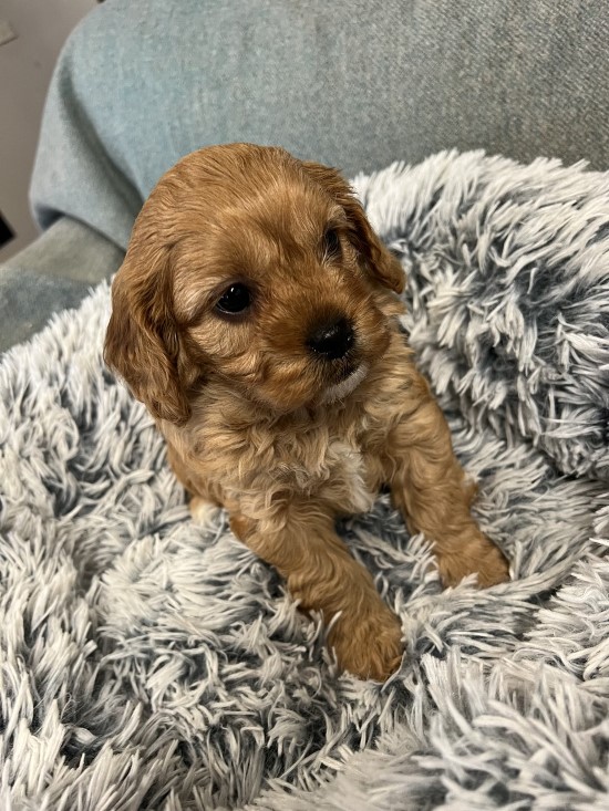 cavoodle puppy