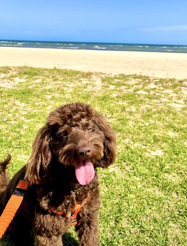 cavoodle puppy