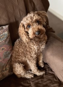 Cavoodle Stella