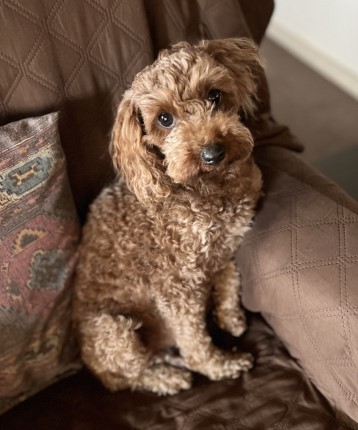 Toy Poodle Daisy