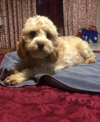 cavoodle puppy