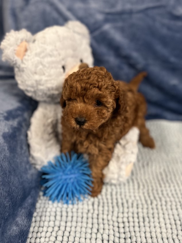 cavoodle puppy