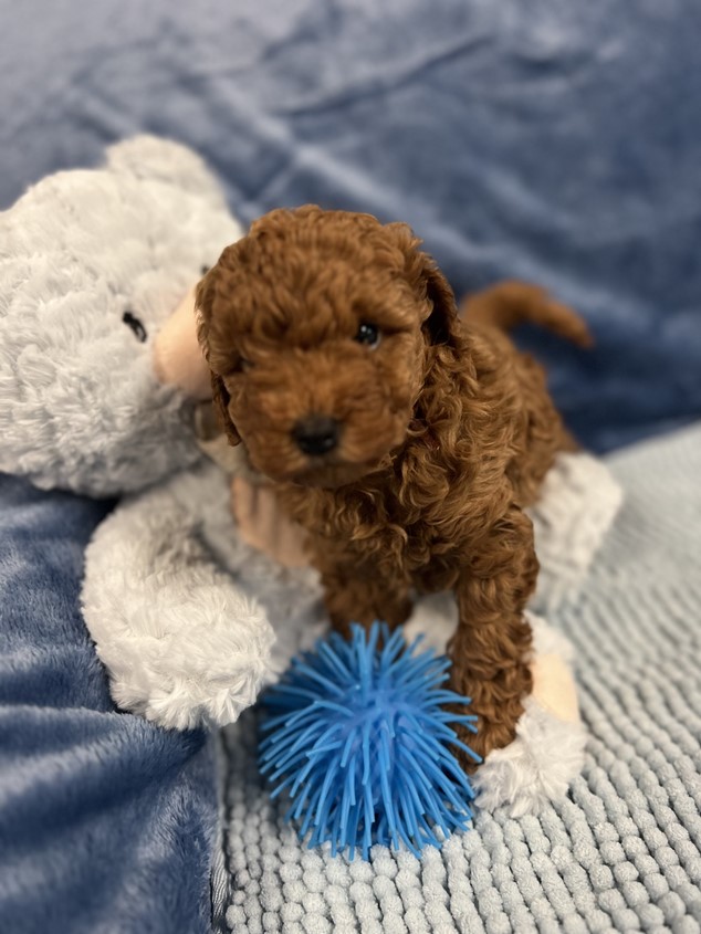 cavoodle puppy