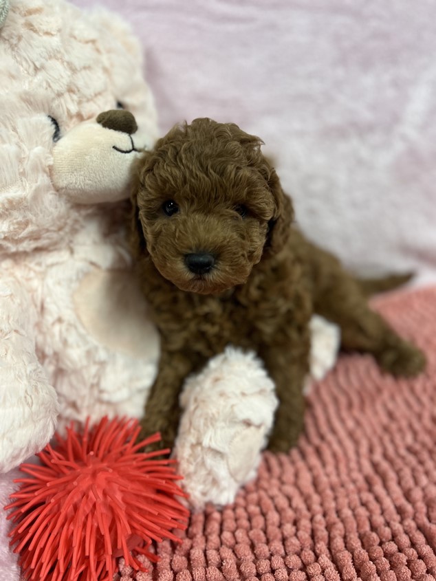 cavoodle puppy