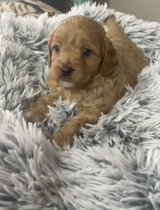 cavoodle puppy