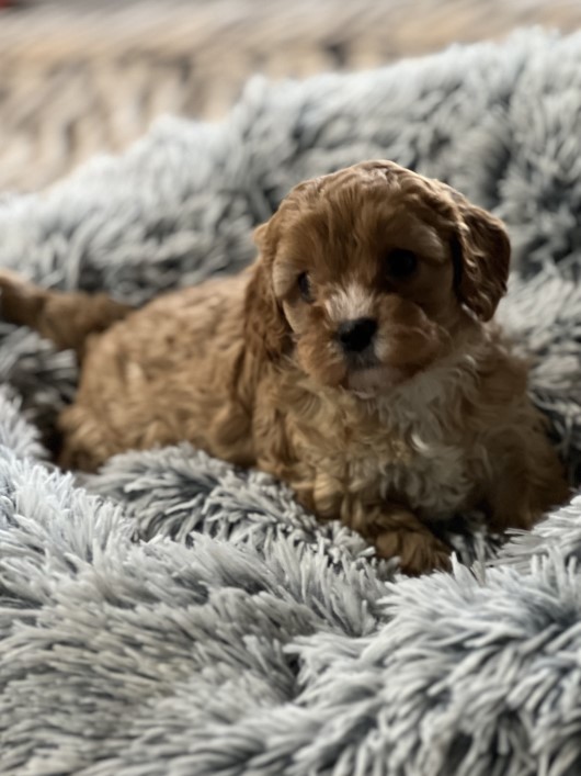 cavoodle puppy