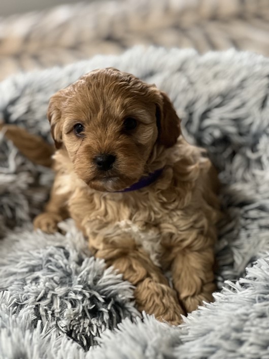 cavoodle puppy