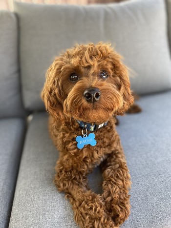 cavoodle puppy